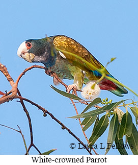 White-crowned Parrot - © Laura L Fellows and Exotic Birding LLC