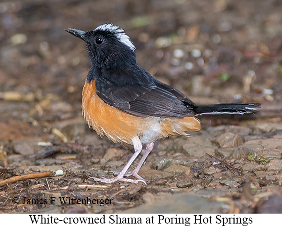White-crowned Shama - © James F Wittenberger and Exotic Birding LLC White-crowned Shama - © James F Wittenberger and Exotic Birding LLC
