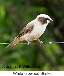 White-crowned Shrike - © James F Wittenberger and Exotic Birding LLC