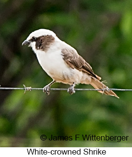 White-crowned Shrike - © James F Wittenberger and Exotic Birding LLC White-crowned Shrike - © James F Wittenberger and Exotic Birding LLC