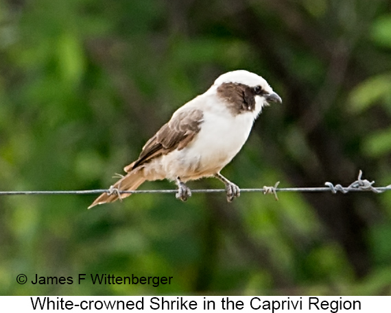 White-crowned Shrike - © James F Wittenberger and Exotic Birding LLC