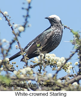 White-crowned Starling - © James F Wittenberger and Exotic Birding LLC