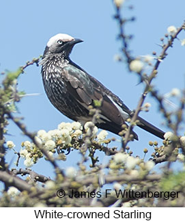 White-crowned Starling - © James F Wittenberger and Exotic Birding LLC White-crowned Starling - © James F Wittenberger and Exotic Birding LLC
