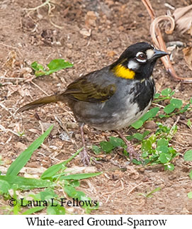 White-eared Ground-Sparrow - © Laura L Fellows and Exotic Birding LLC