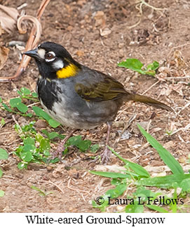 White-eared Ground-Sparrow - © Laura L Fellows and Exotic Birding LLC