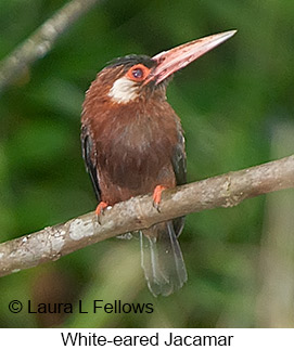 White-eared Jacamar - © Laura L Fellows and Exotic Birding LLC