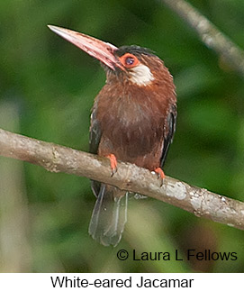 White-eared Jacamar - © Laura L Fellows and Exotic Birding LLC