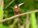 White-eared Jacamar - © Laura L Fellows and Exotic Birding LLC