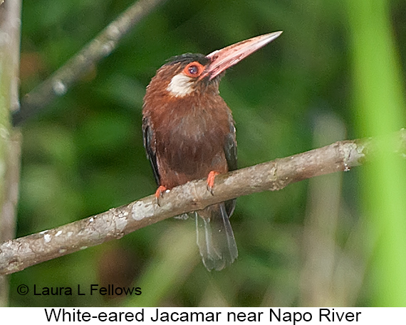 White-eared Jacamar - &copy; Laura L Fellows and Exotic Birding Tours