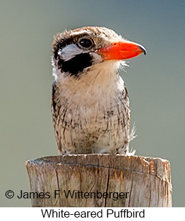 White-eared Puffbird - © James F Wittenberger and Exotic Birding LLC