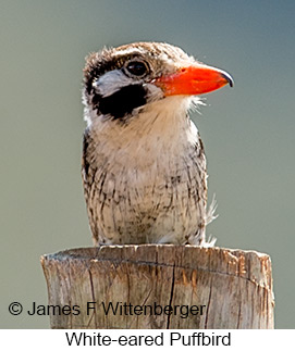 White-eared Puffbird - © James F Wittenberger and Exotic Birding LLC White-eared Puffbird - © James F Wittenberger and Exotic Birding LLC