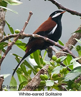 White-eared Solitaire - © James F Wittenberger and Exotic Birding LLC