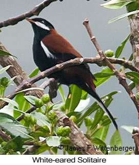 White-eared Solitaire - © James F Wittenberger and Exotic Birding LLC