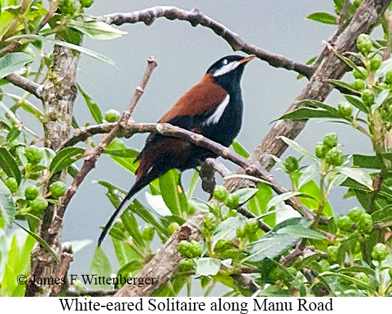 White-eared Solitaire - &copy; James F Wittenberger and Exotic Birding LLC