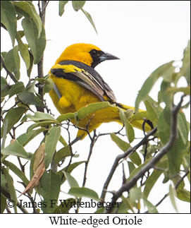 White-edged Oriole - &copy; James F Wittenberger and Exotic Birding LLC