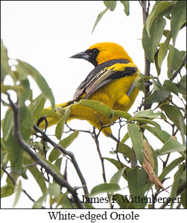 White-edged Oriole - &copy; James F Wittenberger and Exotic Birding LLC