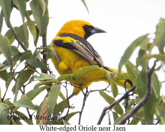 White-edged Oriole - &copy; James F Wittenberger and Exotic Birding LLC