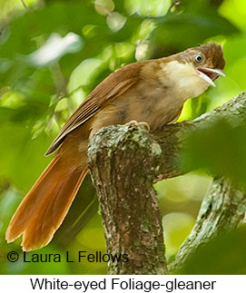 White-eyed Foliage-gleaner - © Laura L Fellows and Exotic Birding LLC