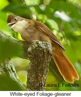 White-eyed Foliage-gleaner - © Laura L Fellows and Exotic Birding LLC