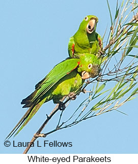 White-eyed Parakeet - © Laura L Fellows and Exotic Birding LLC White-eyed Parakeet - © Laura L Fellows and Exotic Birding LLC