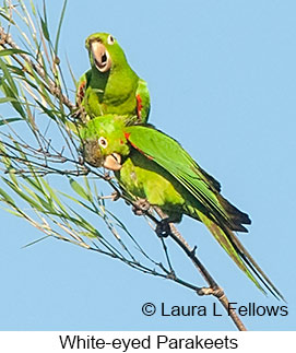 White-eyed Parakeet - © Laura L Fellows and Exotic Birding LLC