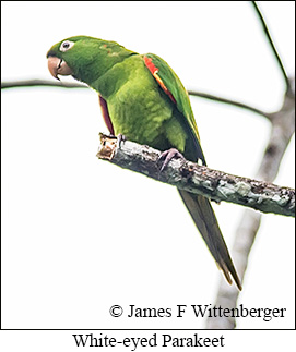 White-eyed Parakeet - © James F Wittenberger and Exotic Birding LLC White-eyed Parakeet - © James F Wittenberger and Exotic Birding LLC