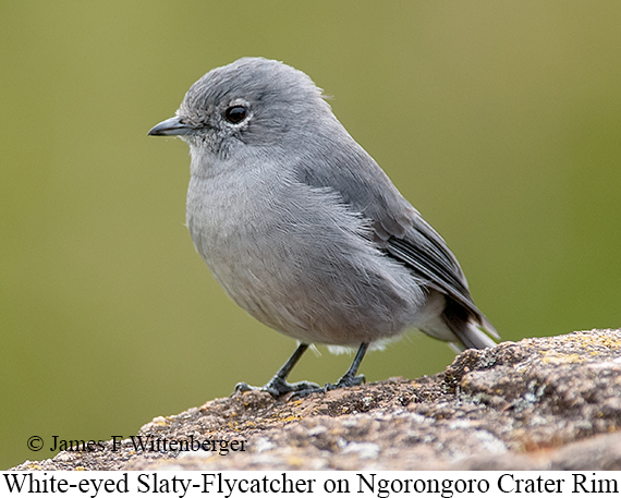 White-eyed Slaty-Flycatcher - © James F Wittenberger and Exotic Birding LLC