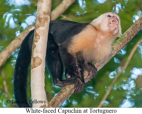 White-faced Capuchin - © The Photographer and Exotic Birding LLC