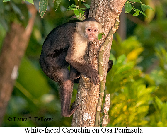 White-faced Capuchin - © Laura L Fellows and Exotic Birding LLC