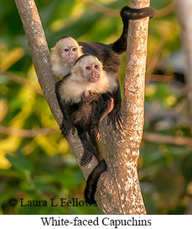 White-faced Capuchin - © Laura L Fellows and Exotic Birding LLC