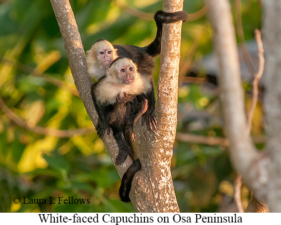 White-faced Capuchin - © Laura L Fellows and Exotic Birding LLC