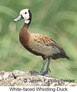 White-faced Whistling-Duck - © James F Wittenberger and Exotic Birding LLC