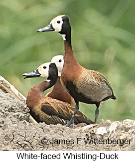 White-faced Whistling-Duck - &copy; James F Wittenberger and Exotic Birding LLC