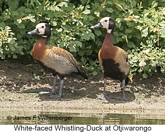 White-faced Whistling-Duck - © The Photographer and Exotic Birding LLC