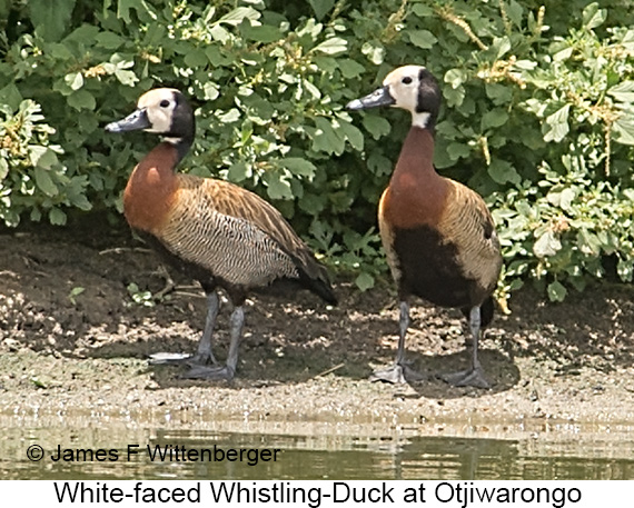 White-faced Whistling-Duck - © James F Wittenberger and Exotic Birding LLC