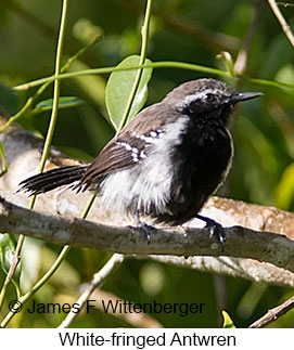 White-fringed Antwren - © James F Wittenberger and Exotic Birding LLC