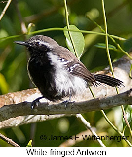White-fringed Antwren - © James F Wittenberger and Exotic Birding LLC White-fringed Antwren - © James F Wittenberger and Exotic Birding LLC
