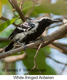 White-fringed Antwren - © James F Wittenberger and Exotic Birding LLC White-fringed Antwren - © James F Wittenberger and Exotic Birding LLC