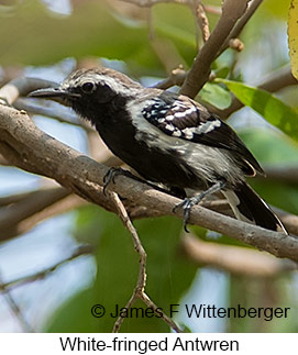 White-fringed Antwren - © James F Wittenberger and Exotic Birding LLC