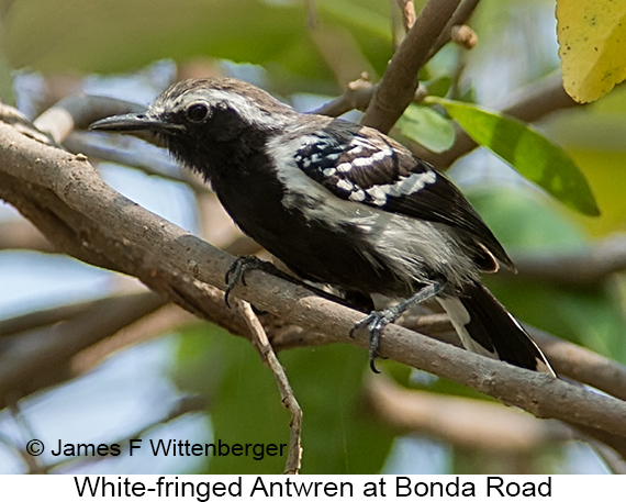White-fringed Antwren - © James F Wittenberger and Exotic Birding LLC