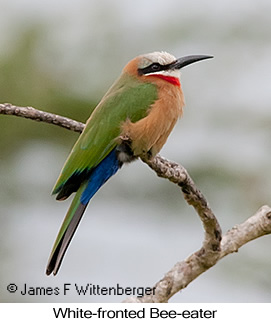 White-fronted Bee-eater - © James F Wittenberger and Exotic Birding LLC