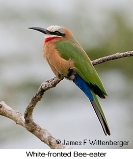 White-fronted Bee-eater - © James F Wittenberger and Exotic Birding LLC