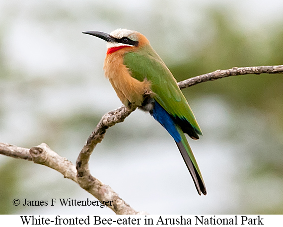 White-fronted Bee-eater - © James F Wittenberger and Exotic Birding LLC