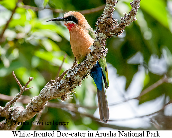 White-fronted Bee-eater - © James F Wittenberger and Exotic Birding LLC