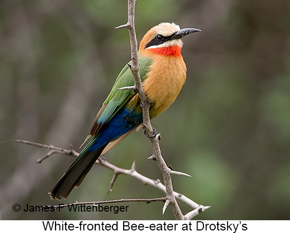 White-fronted Bee-eater - © The Photographer and Exotic Birding LLC