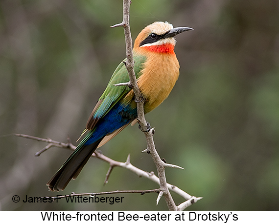 White-fronted Bee-eater - © James F Wittenberger and Exotic Birding LLC