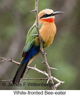 White-fronted Bee-eater - © James F Wittenberger and Exotic Birding LLC White-fronted Bee-eater - © James F Wittenberger and Exotic Birding LLC
