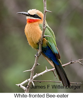 White-fronted Bee-eater - &copy; James F Wittenberger and Exotic Birding LLC