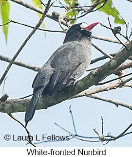 White-fronted Nunbird - © Laura L Fellows and Exotic Birding LLC