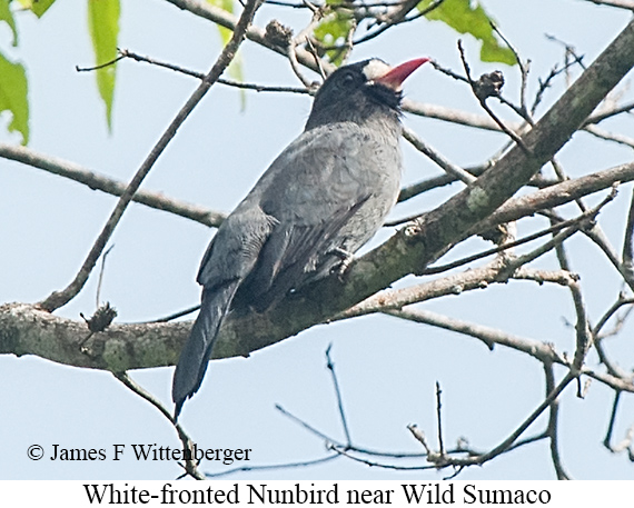White-fronted Nunbird - &copy; James F Wittenberger and Exotic Birding LLC